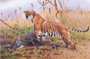 Tiger, from Wildlife of the World by Wilhelm Kuhnert
